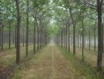 /album/fotogaleria/a08kiripark01-big-jpg/